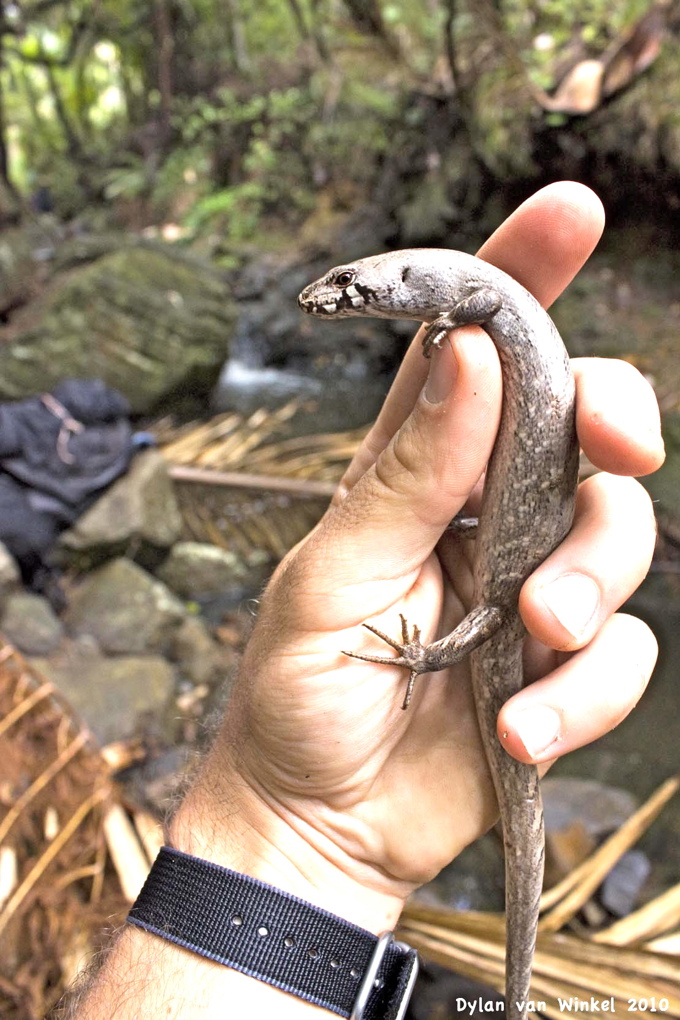 Meet a Pest Free Hero – Windy Hill Sanctuary (1)