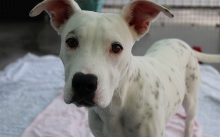 Corriedale tile image