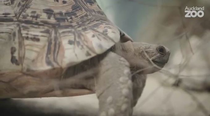 Zoo Tales: Meet Oupa - proud father of 17!