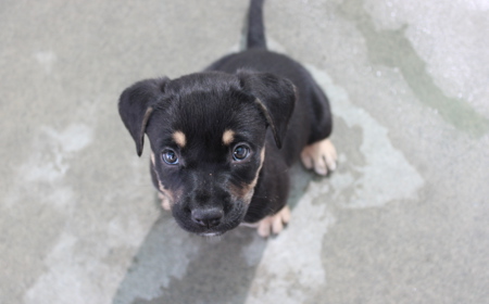 Romney (ON HOLD) tile image