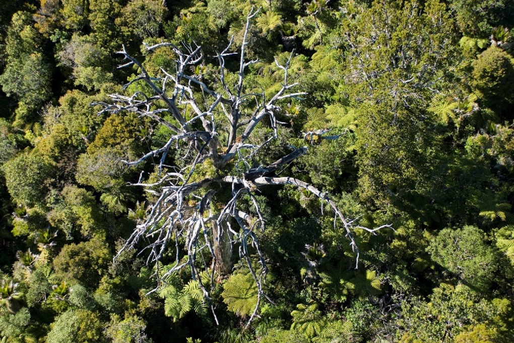 The fight to save our forests (1)