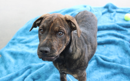 Hampshire tile image