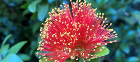 Metrosideros Fulgens