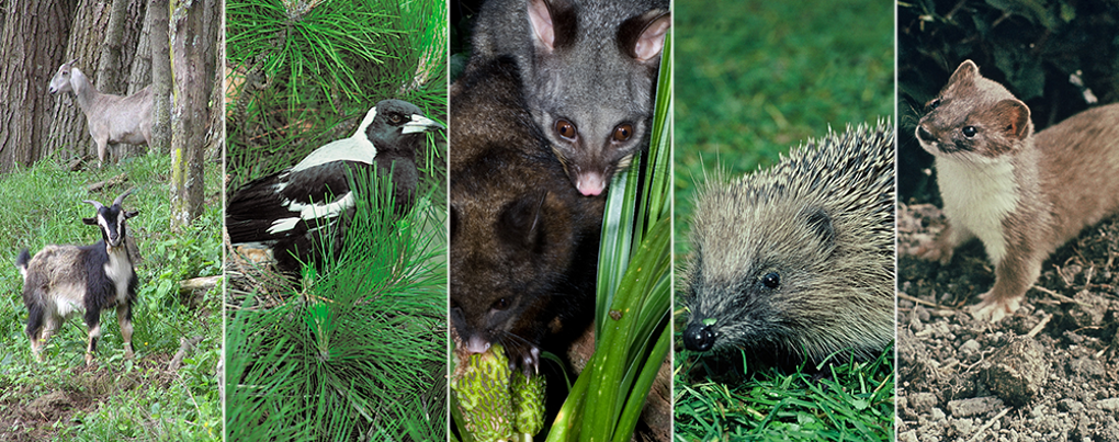 pest animals