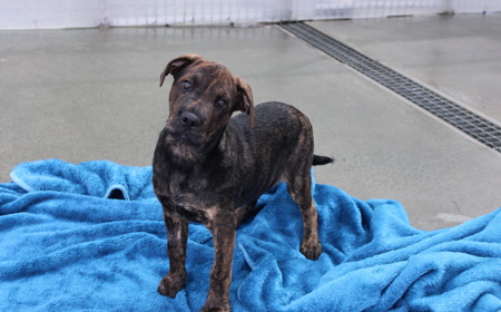 Hampshire tile image