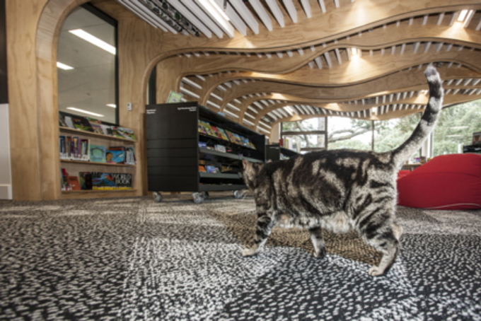 Cat cafe comes to Auckland