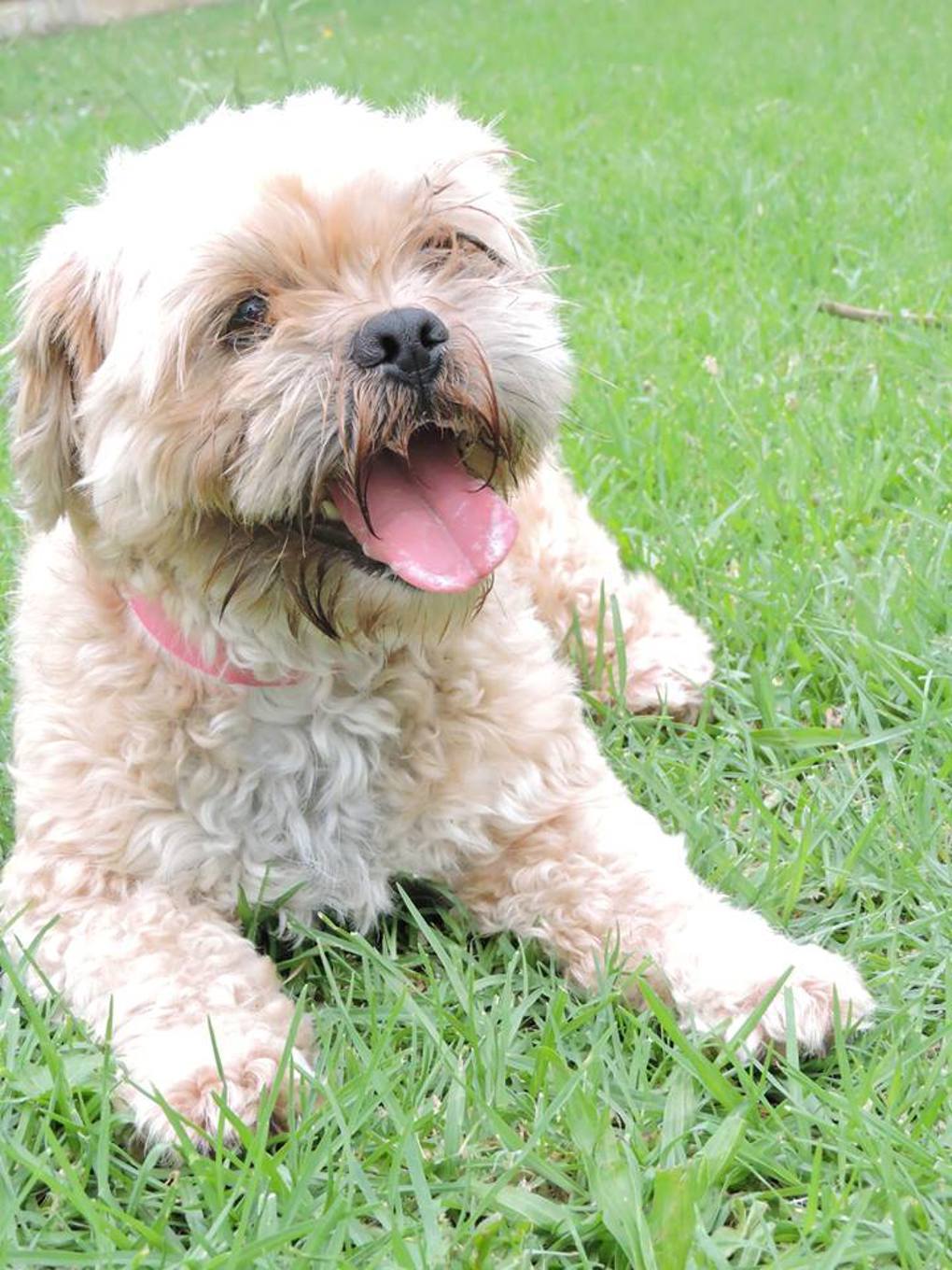 Local Dog Access Rules Review