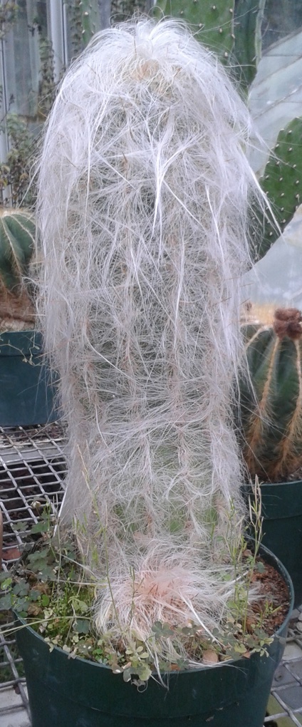 Fluffy cactus keeps your winter warm