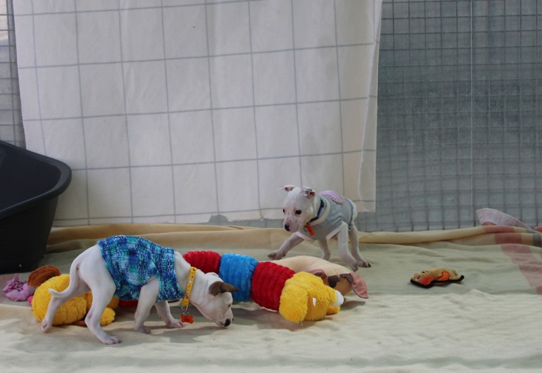 IMG 1186