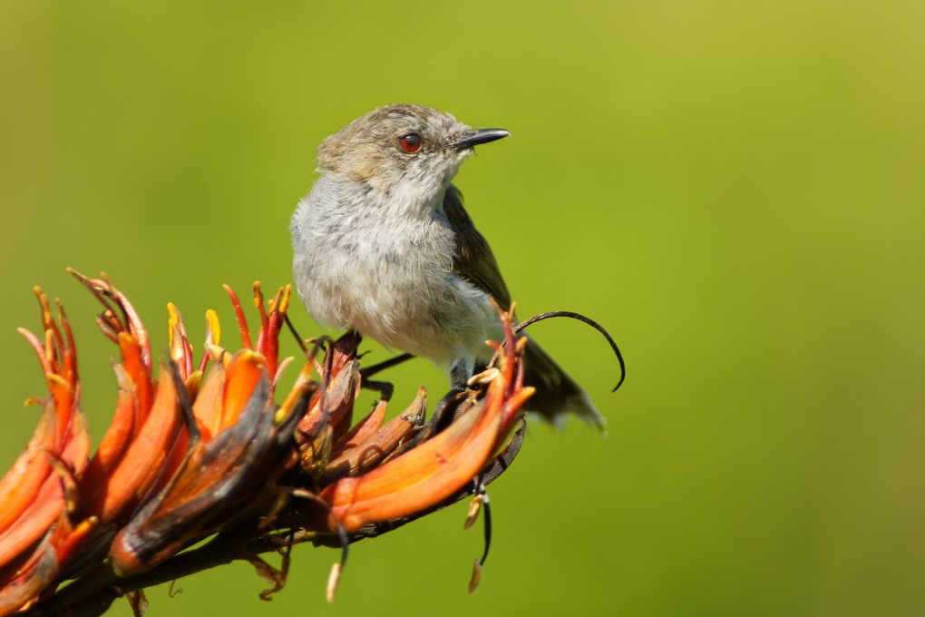 Backyard birdsong did you know? riroriro