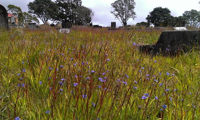 Waikumete Wildflowers (7)