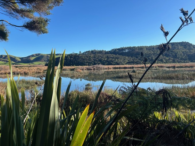 Te Henga Wetland
