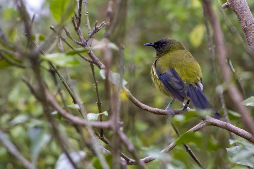 Backyard birdsong did you know? bellbird