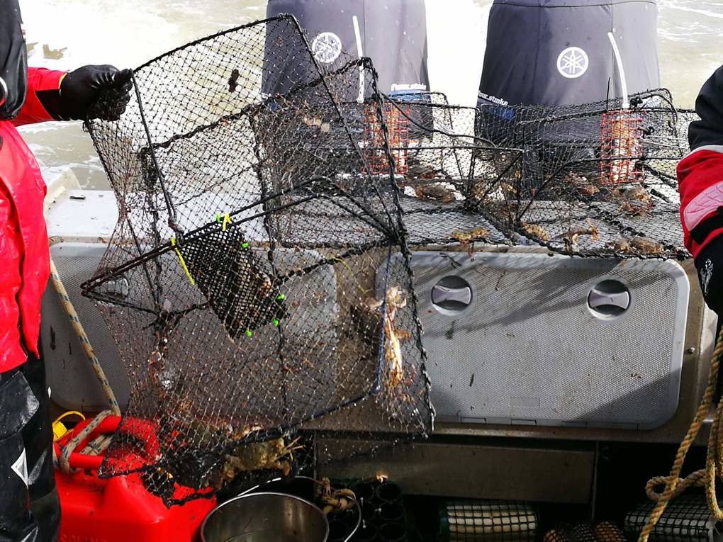 Harbour marine survey 3