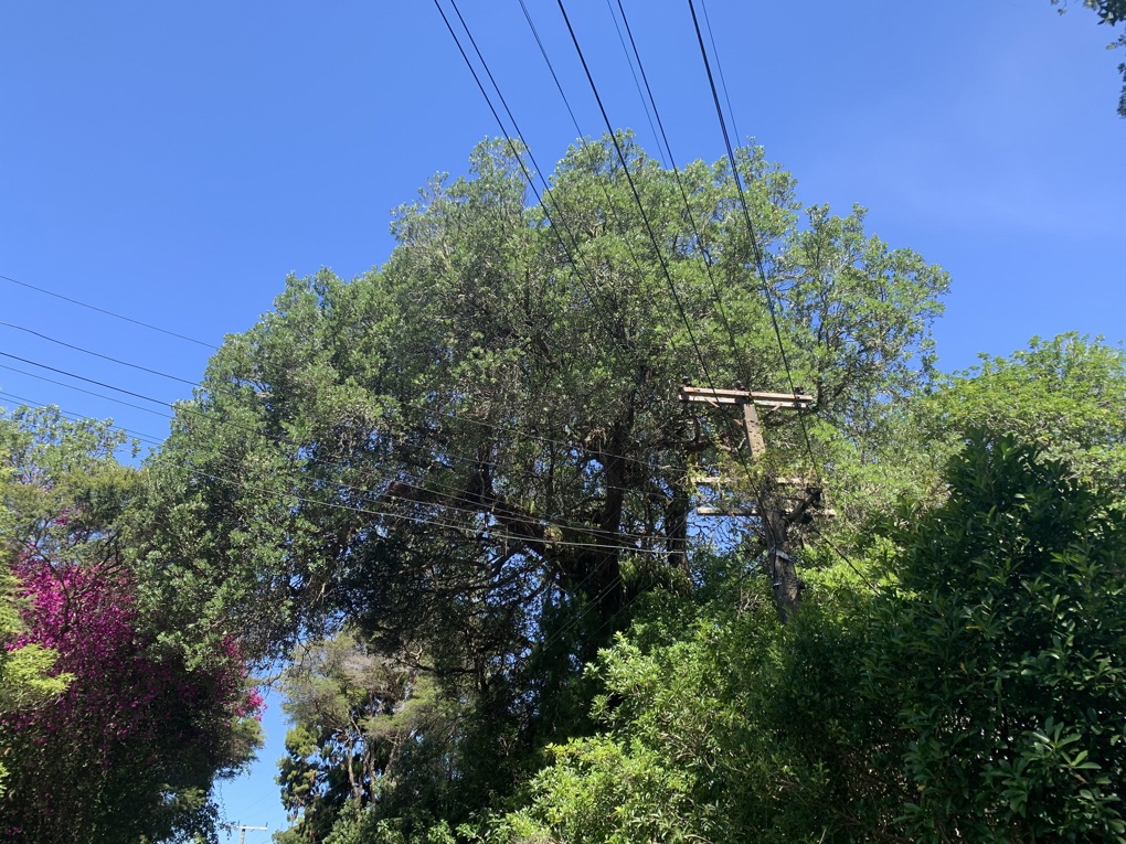 Titirangi tui