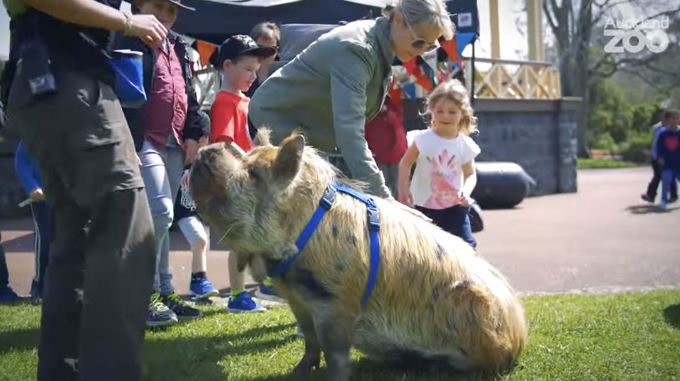 Zoo Tales: What’s the word for fat and round in Maori? (1)