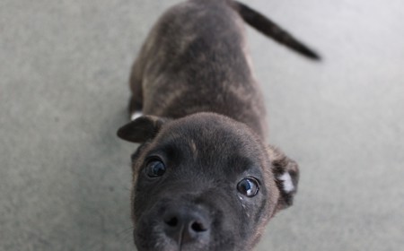 Seabiscuit tile image