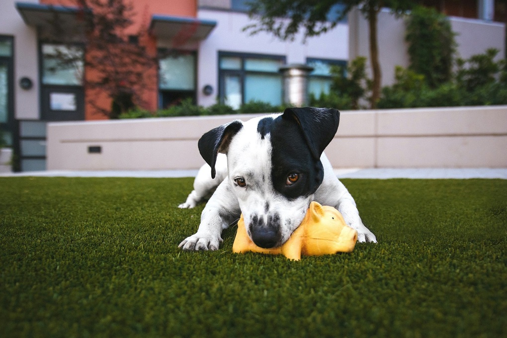 Dog1