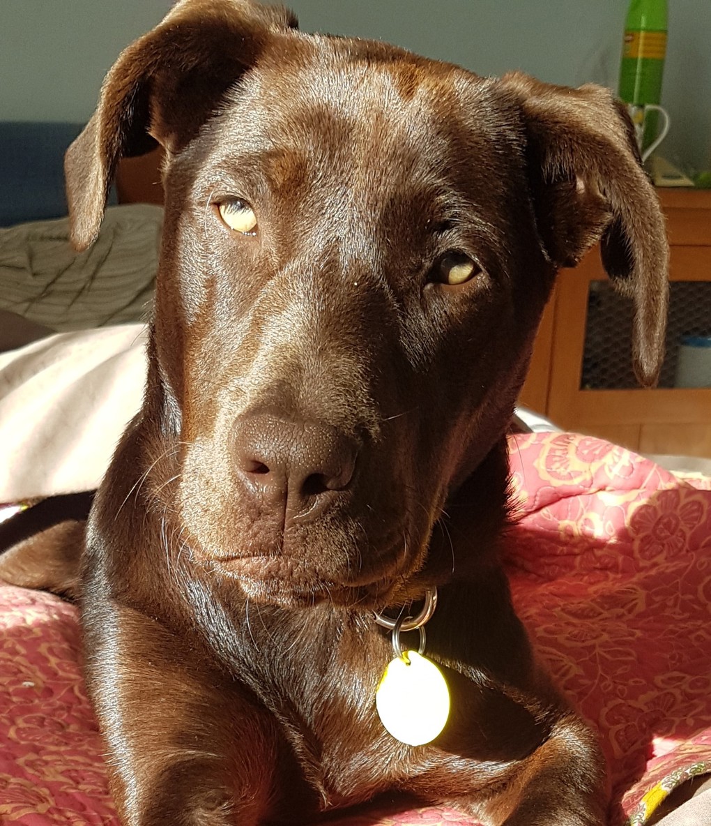 Meg dog 4