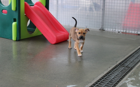 Spiderman tile image