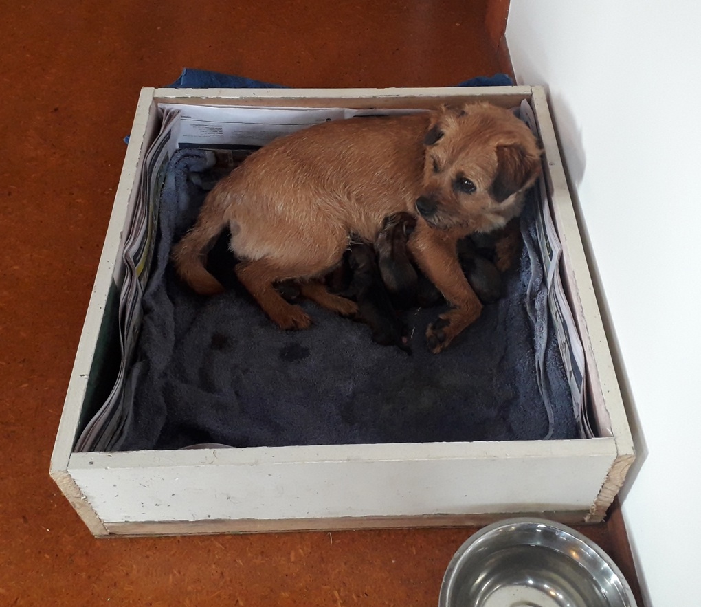 Piri's puppies