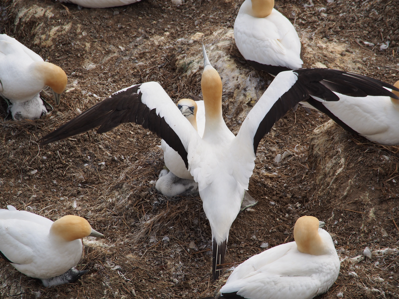 Birds in the bush. 