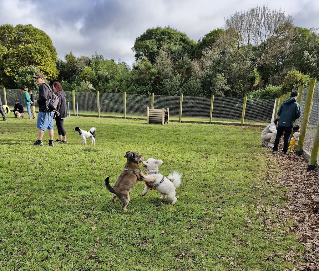 Two dogs playing at a dog park
