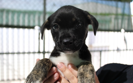 Dorper (ON HOLD) tile image