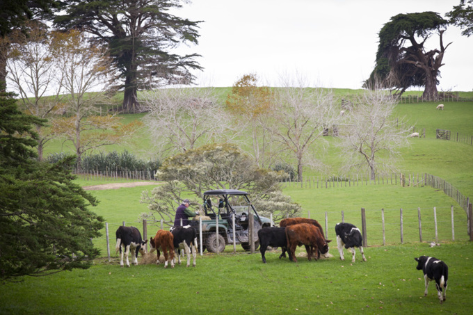 Explainer: Council’s livestock management and farming operations (3)