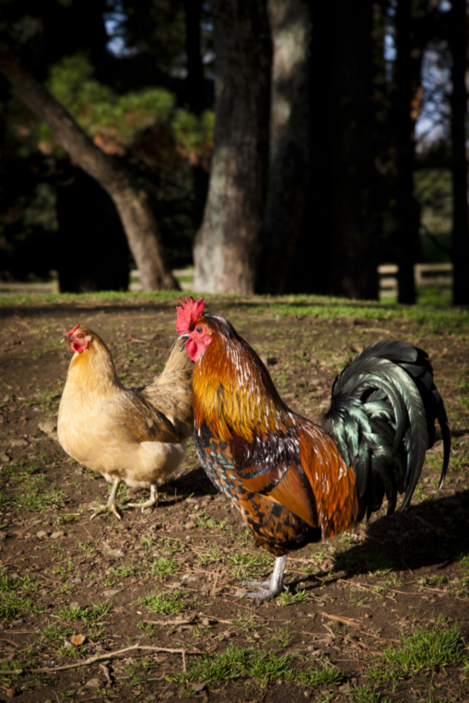 Contractor set to be appointed to remove Titirangi Chickens