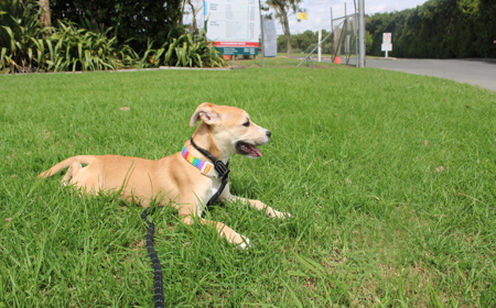 Thai (ADOPTED) tile image