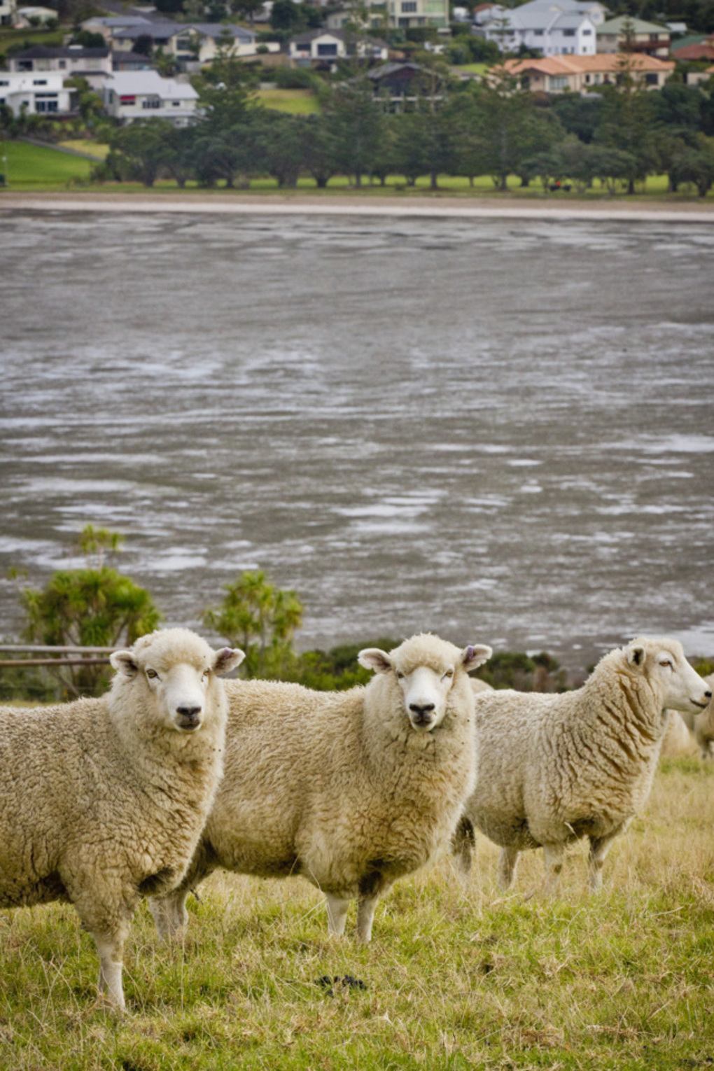 Explainer: Council’s livestock management and farming operations (1)