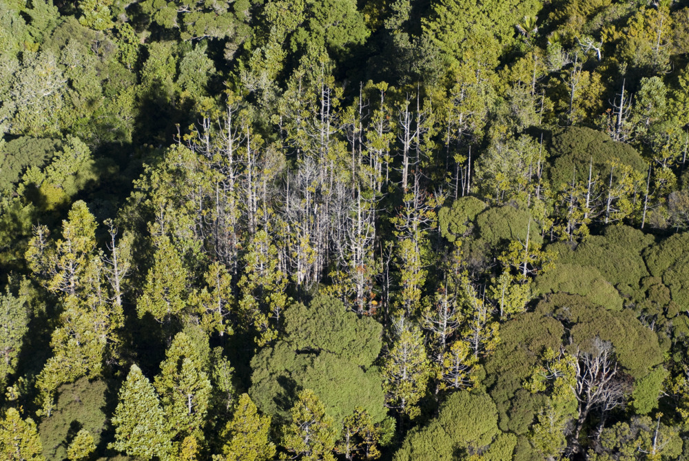 Mangemangeroa Ridge, Piha - kauri dieback
