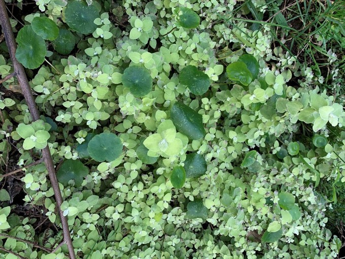 Hydrocotyle Umbellata