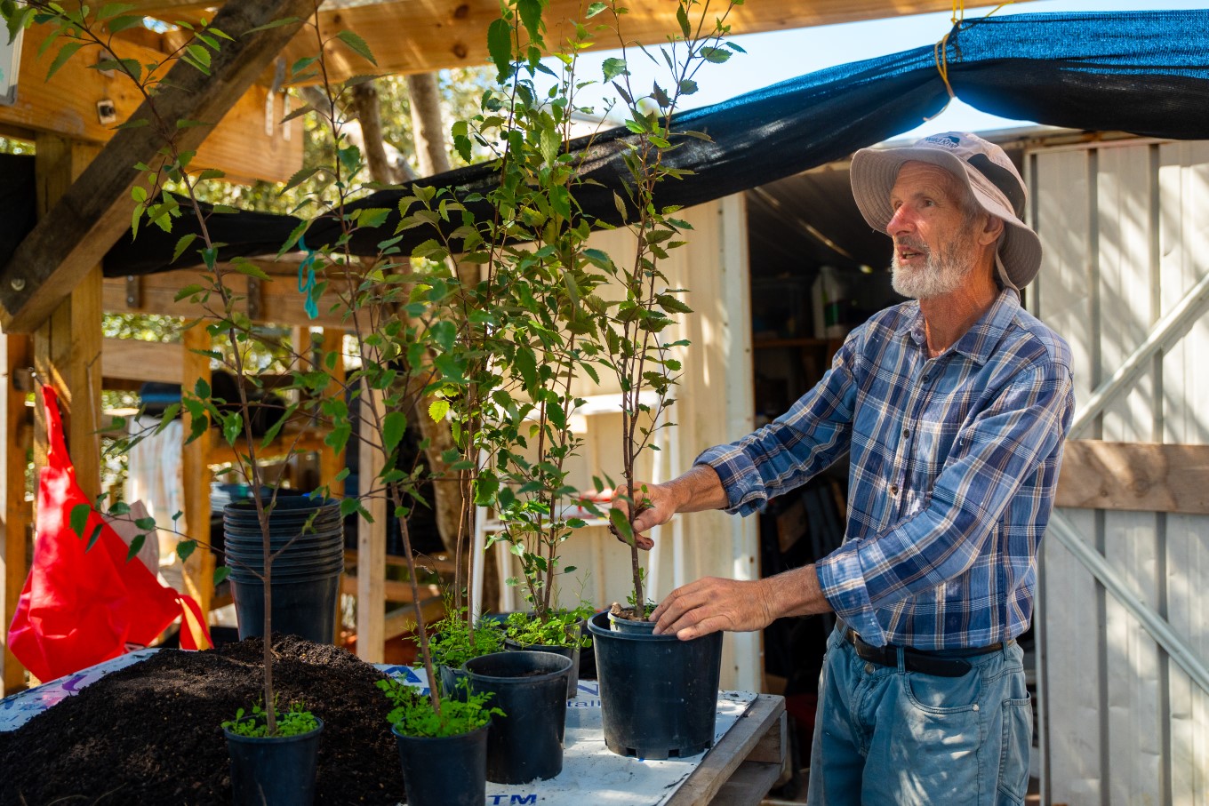 Man Helping To Plant Community Plantery.