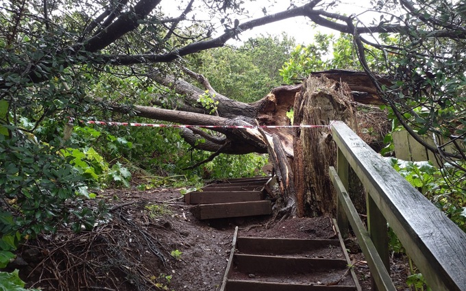 Devonport Fallen Poplar