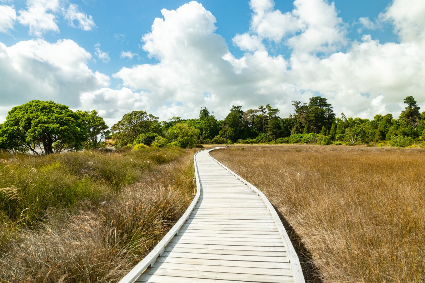 A boardwalk in the wetlands.
