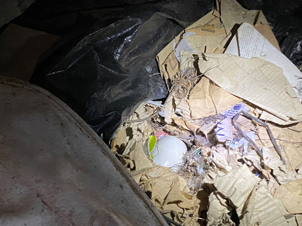 Kiwi nest