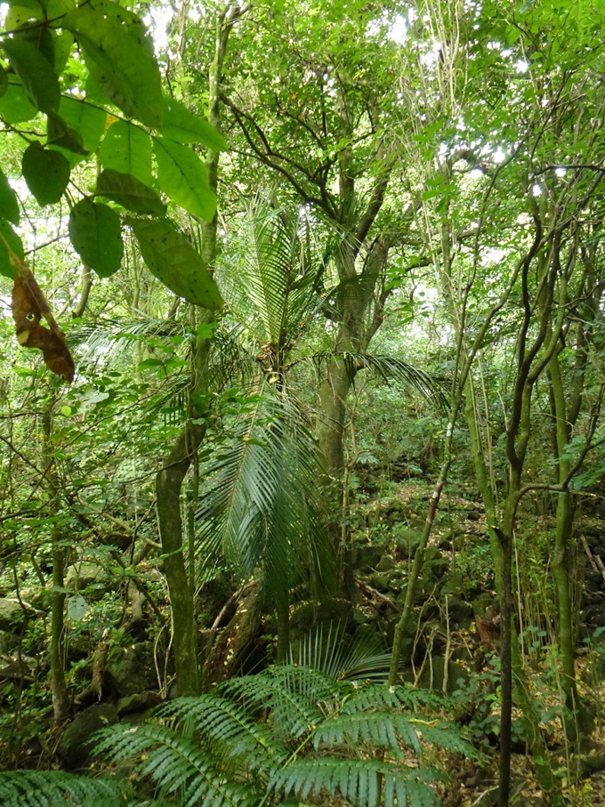 Restoring one of the world’s rarest ecologies 3