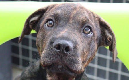 Hampshire tile image