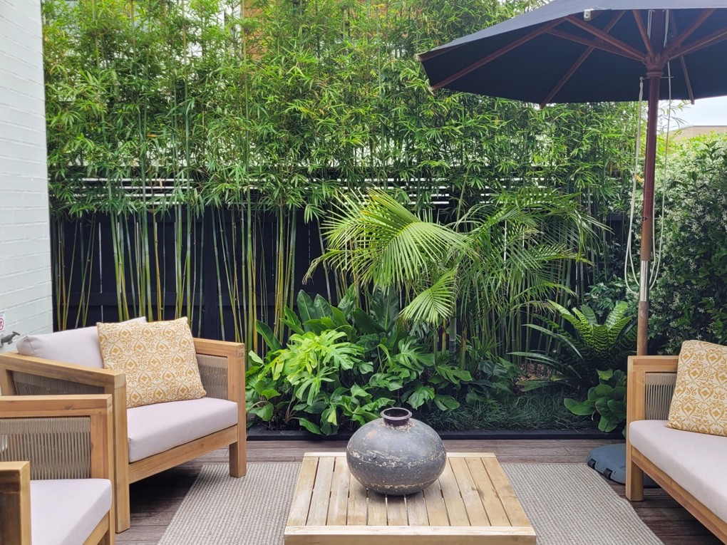 Bamboo In Backyard