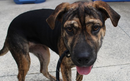 Piplup (ADOPTED) tile image