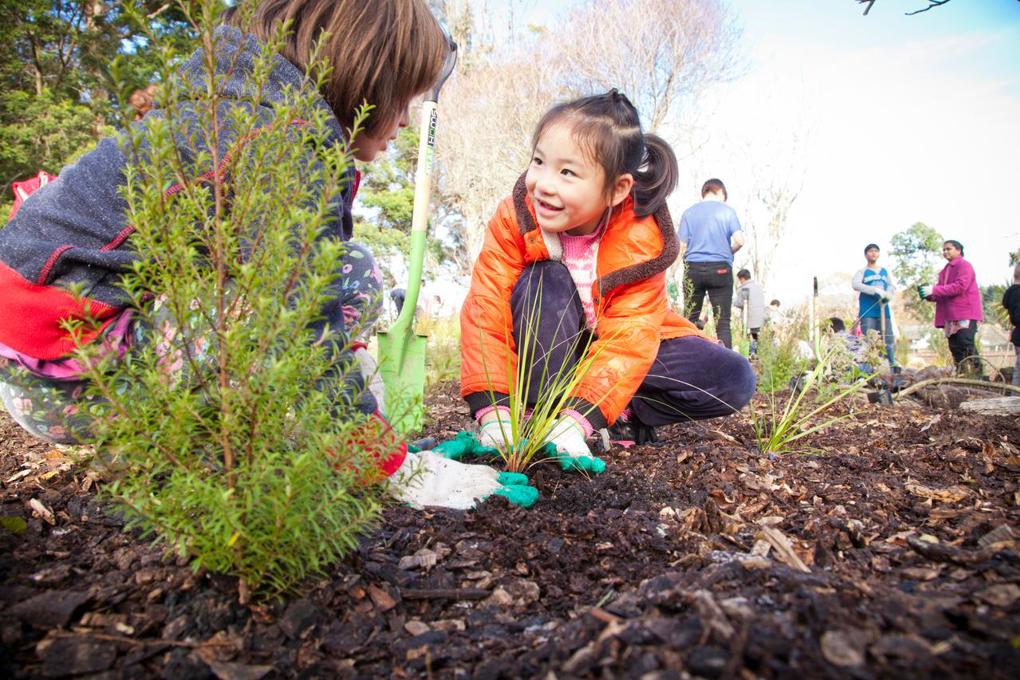 Tree planting