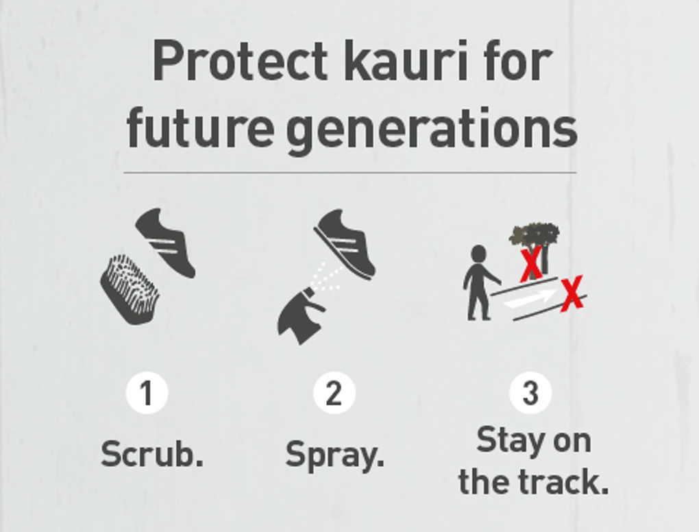 Kauri Dieback 480365 (1)