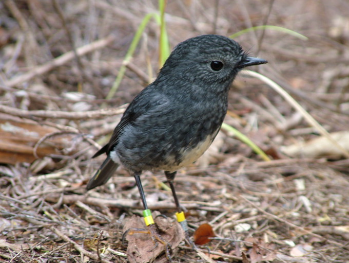 Banded Robin