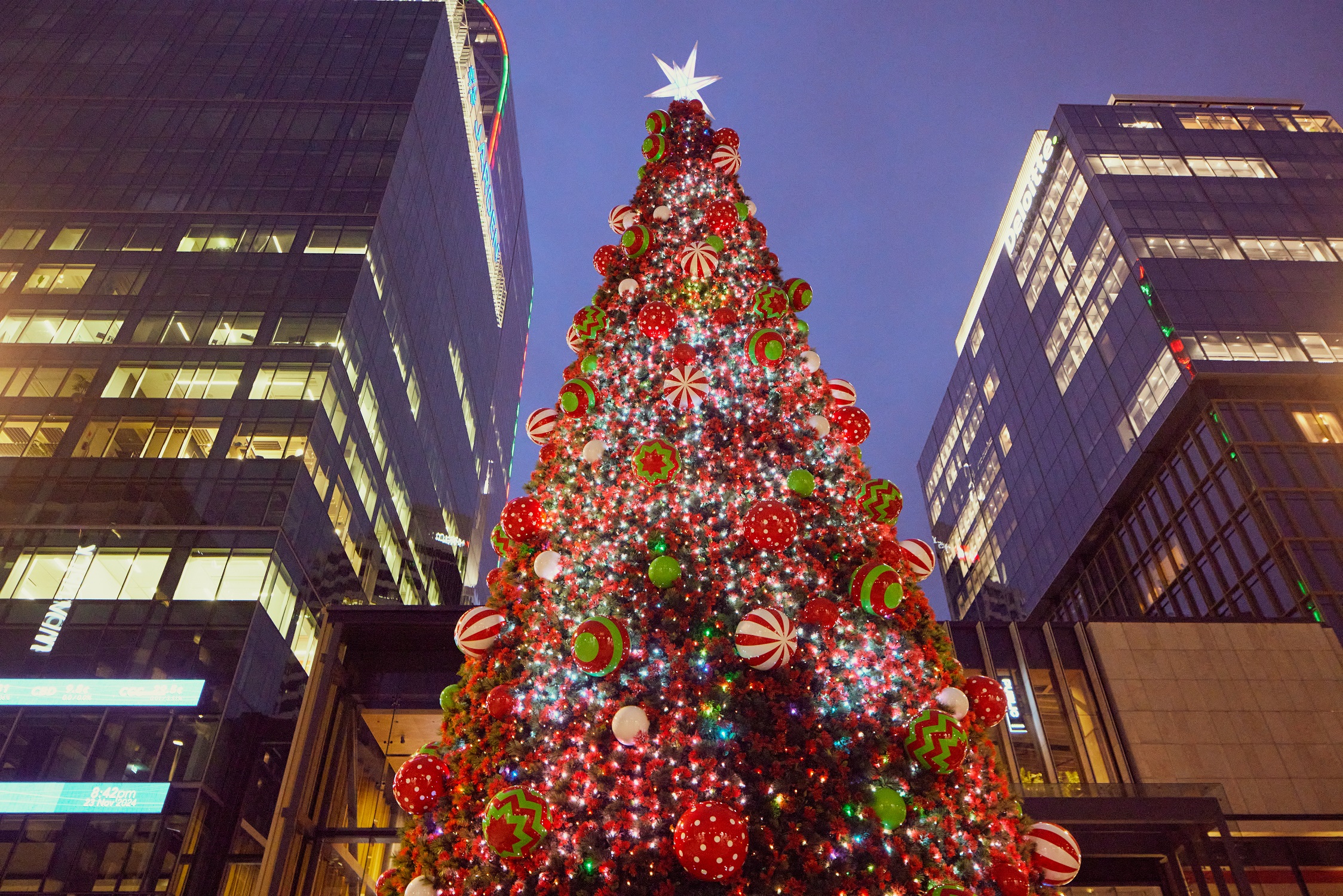 Te Manaaki Christmas tree in Te Komititanga square. 