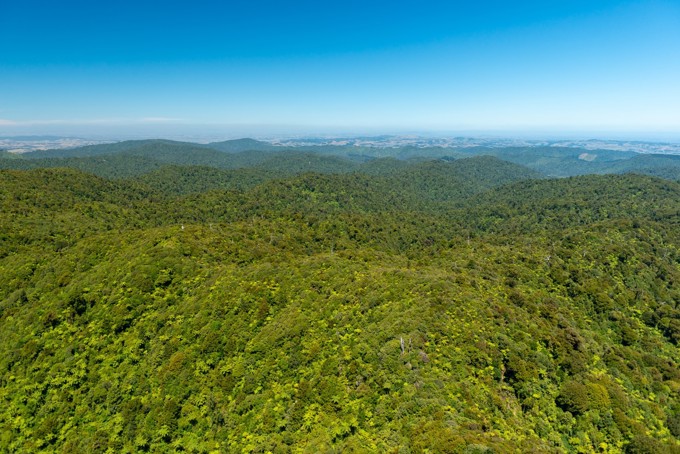 Hunua Kauri survey