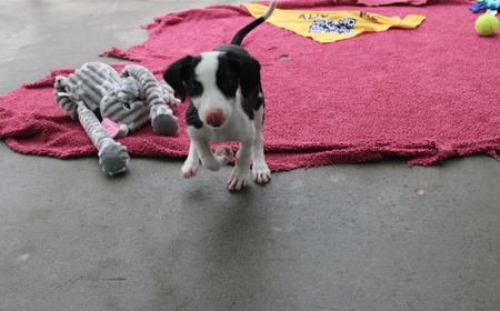 Juniper (ADOPTED) tile image