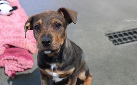 Sir Tristram tile image