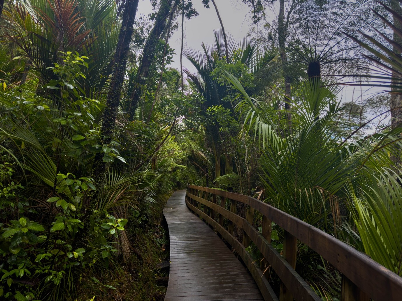 A boardwalk in the bush. 